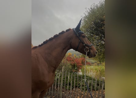 Hanoverian, Mare, 7 years, 16,1 hh, Chestnut-Red