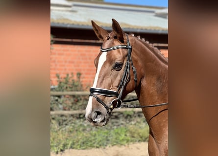 Hanoverian, Mare, 7 years, 16,1 hh, Chestnut-Red Hanoverian, Mare, 7 years, 16,1 hh, Chestnut-Red