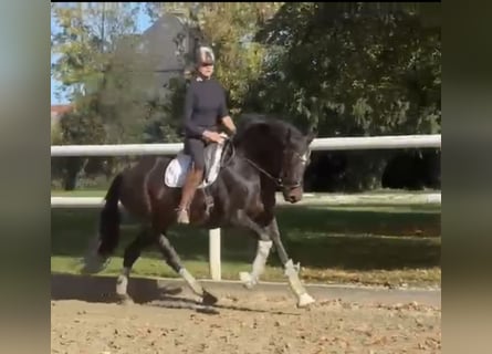 Hanoverian, Mare, 7 years, 16,2 hh, Bay-Dark
