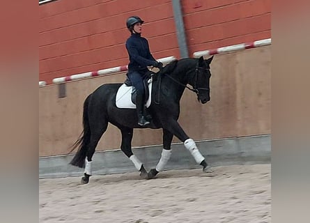 Hanoverian, Mare, 7 years, 16,2 hh, Black