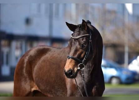 Hanoverian, Mare, 7 years, 16,2 hh, Brown