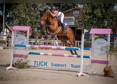 Hanoverian, Mare, 7 years, 16,2 hh, Brown