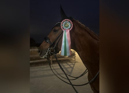 Hanoverian, Mare, 7 years, 16,2 hh, Chestnut-Red