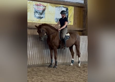 Hanoverian, Mare, 7 years, 16,2 hh, Chestnut-Red