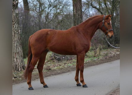 Hanoverian, Mare, 7 years, 16,2 hh, Chestnut-Red