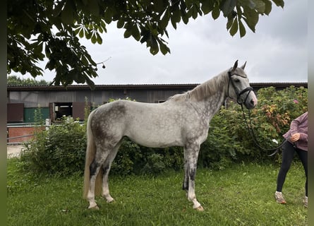 Hanoverian, Mare, 7 years, 16,2 hh, Gray-Dapple