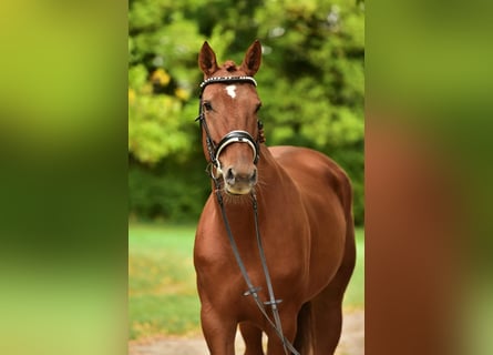 Hanoverian, Mare, 7 years, 16,2 hh
