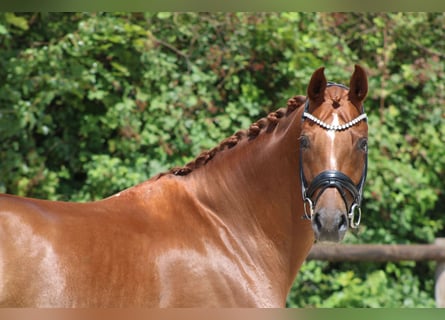 Hanoverian, Mare, 7 years, 16,3 hh, Chestnut-Red