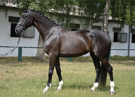 Hanoverian, Mare, 7 years, 17,1 hh, Black