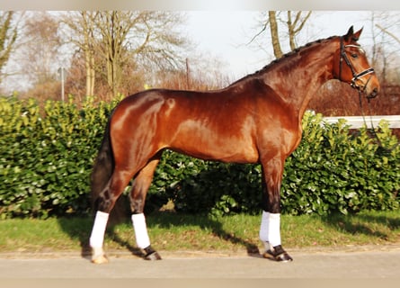 Hanoverian, Mare, 7 years, 17.3 hh, Brown