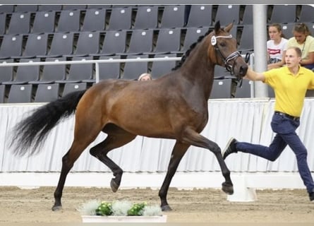 Hanoverian, Mare, 7 years, 17 hh, Bay-Dark