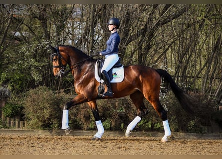 Hanoverian, Mare, 7 years, 17 hh, Brown