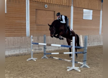 Hanoverian, Mare, 7 years, 17 hh, Brown