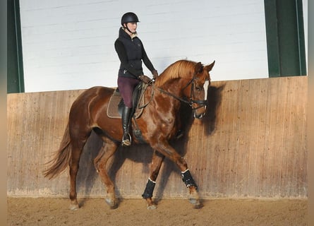 Hanoverian, Mare, 7 years, 17 hh, Chestnut