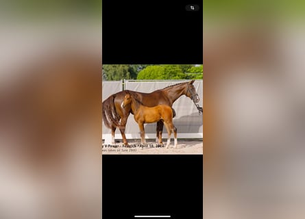 Hanoverian, Mare, 7 years, 17 hh, Chestnut