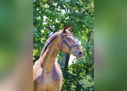 Hanoverian, Mare, 7 years, 18.1 hh, Brown