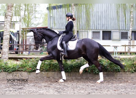 Hanoverian, Mare, 7 years, Black