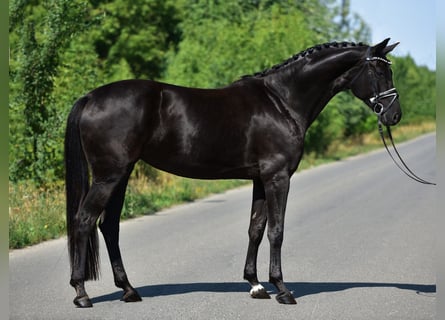 Hanoverian, Mare, 7 years, Black