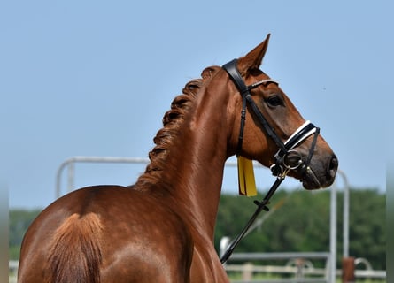 Hanoverian, Mare, 7 years