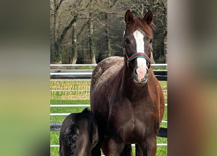 Hanoverian, Mare, 7 years, Chestnut