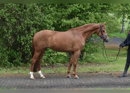 Hanoverian, Mare, 8 years, 15.2 hh, Chestnut-Red