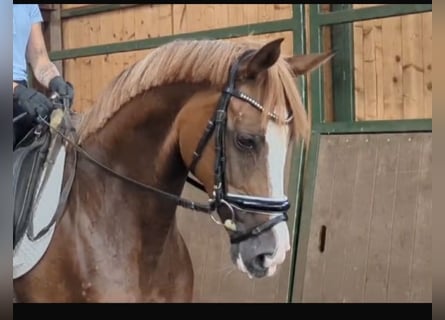 Hanoverian, Mare, 8 years, 15,2 hh, Chestnut-Red