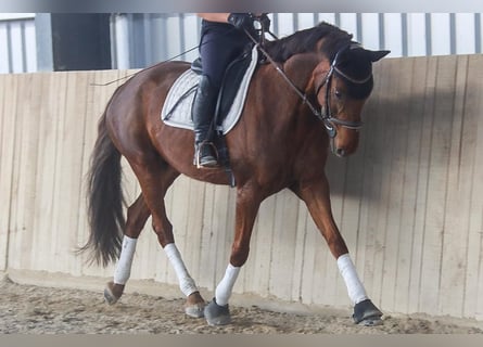 Hanoverian, Mare, 8 years, 15,3 hh, Chestnut