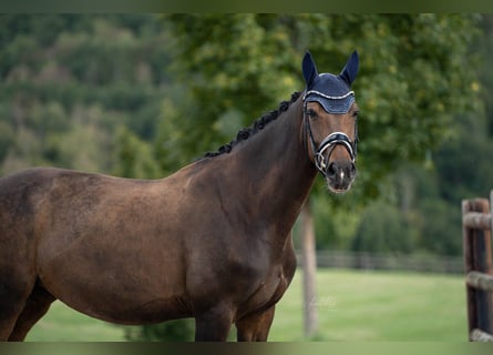 Hanoverian, Mare, 8 years, 16.1 hh, Bay-Dark