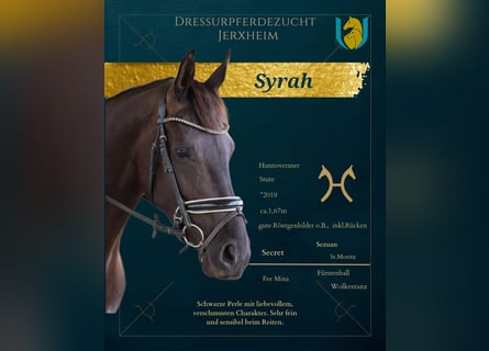 Hanoverian, Mare, 8 years, 16.1 hh, Black