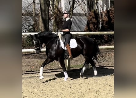 Hanoverian, Mare, 8 years, 16,1 hh, Black