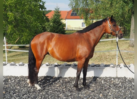 Hanoverian, Mare, 8 years, 16.1 hh, Brown