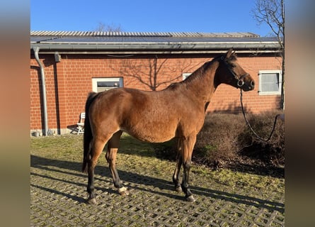 Hanoverian, Mare, 8 years, 16.1 hh, Brown