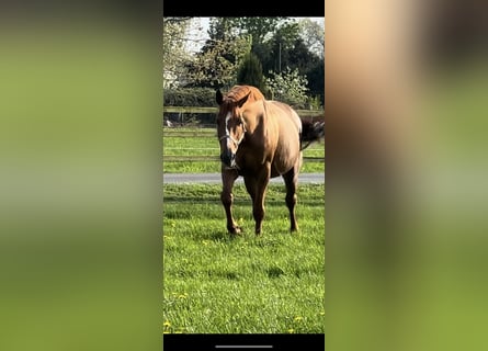 Hanoverian, Mare, 8 years, 16,1 hh, Chestnut