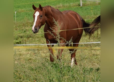 Hanoverian, Mare, 8 years, 16.1 hh, Chestnut-Red