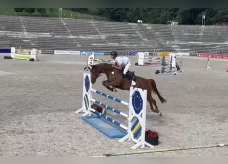 Hanoverian, Mare, 8 years, 16,1 hh, Chestnut-Red