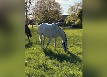 Hanoverian, Mare, 8 years, 16.1 hh, Grey