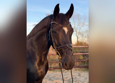 Hanoverian, Mare, 8 years, 16.2 hh, Black