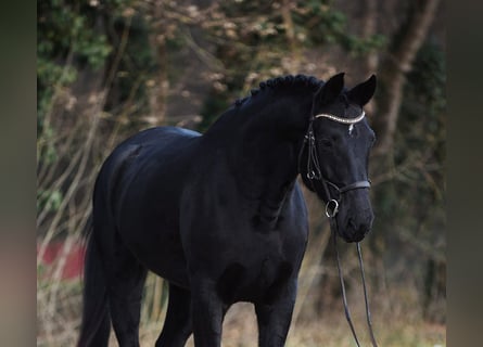 Hanoverian, Mare, 8 years, 16,2 hh, Black