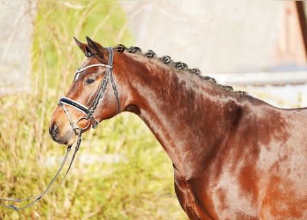 Hanoverian, Mare, 8 years, 16,2 hh, Brown