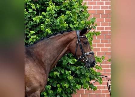 Hanoverian, Mare, 8 years, 16,2 hh, Brown