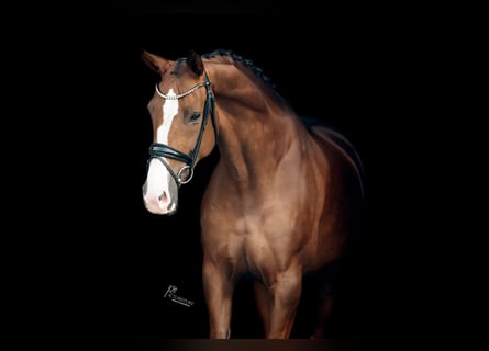 Hanoverian, Mare, 8 years, 16,2 hh, Chestnut