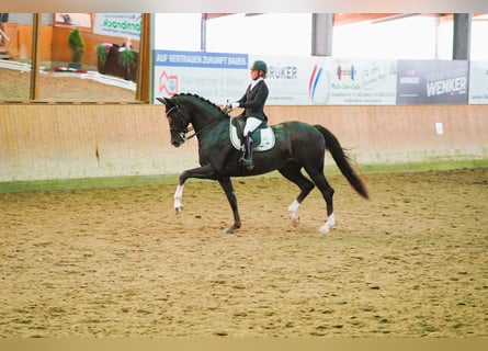 Hanoverian, Mare, 8 years, 16,2 hh, Chestnut