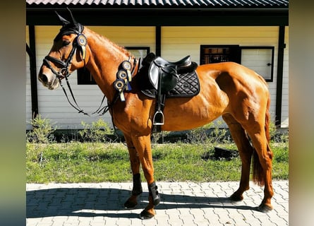 Hannoveraner, Stute, 8 Jahre, 16,2 hh, Fuchs