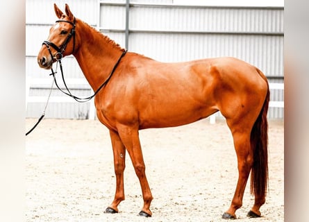 Hanoverian, Mare, 8 years, 16,2 hh, Chestnut-Red