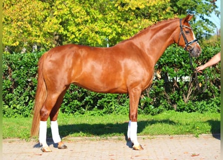 Hanoverian, Mare, 8 years, 16,2 hh, Chestnut-Red