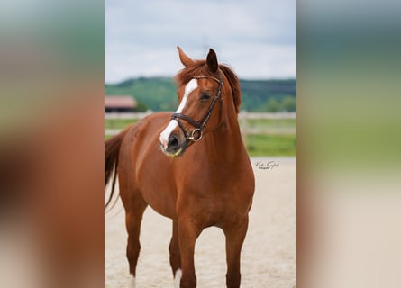 Hanoverian, Mare, 8 years, 16,2 hh, Chestnut-Red