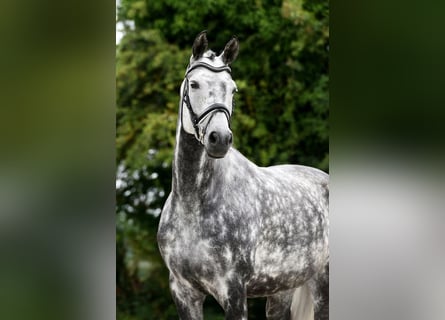 Hanoverian, Mare, 8 years, 16.2 hh, Grey