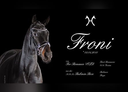 Hanoverian, Mare, 8 years, 16.2 hh, Smoky-Black
