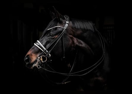 Hanoverian, Mare, 8 years, 16.3 hh, Bay-Dark