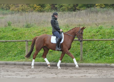 Hanoverian, Mare, 8 years, 16,3 hh, Chestnut-Red